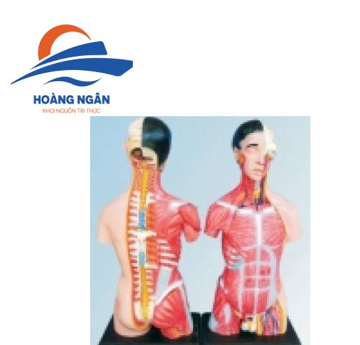 Mô hình nửa cơ thể người