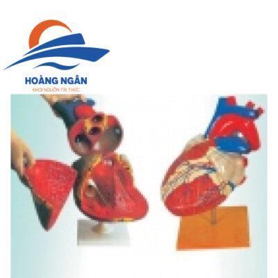 Mô hình cấu tạo tim người