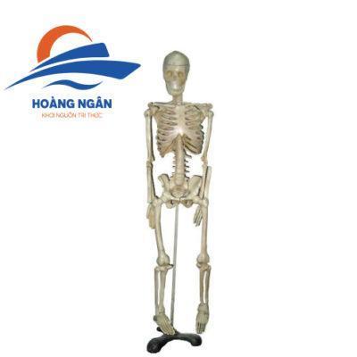 Mô hình bộ xương người kích thước người thật cao 170cm