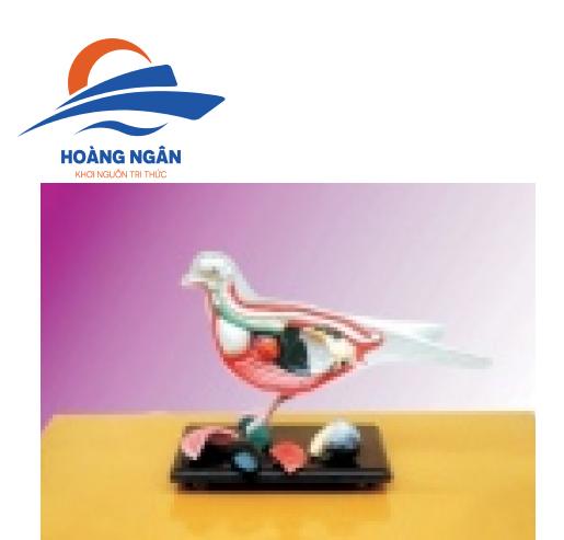 Mô hình cấu tạo Chim bồ câu